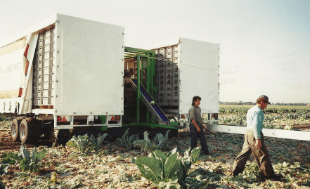 bloemkool oogst 2.png